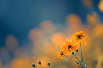 春天都种什么蔬菜-