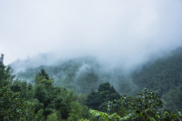 养生壶可以煮鸡鸭鱼汤么
